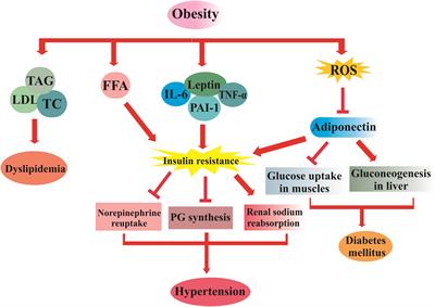 Nanophytomedicines for the Prevention of Metabolic Syndrome: A Pharmacological and Biopharmaceutical Review